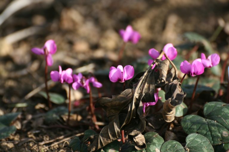 Alpenveilchen im Frühjahr 2019