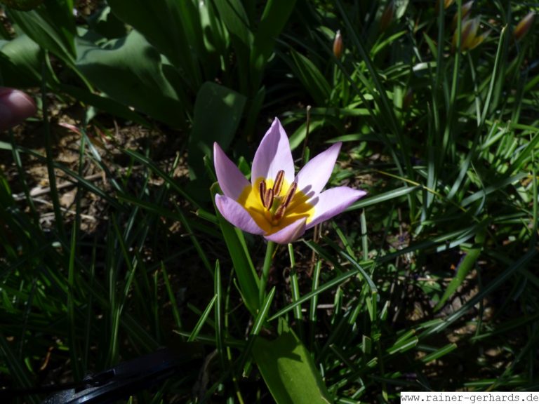 Eine etwas ungewöhnliche Tulpe