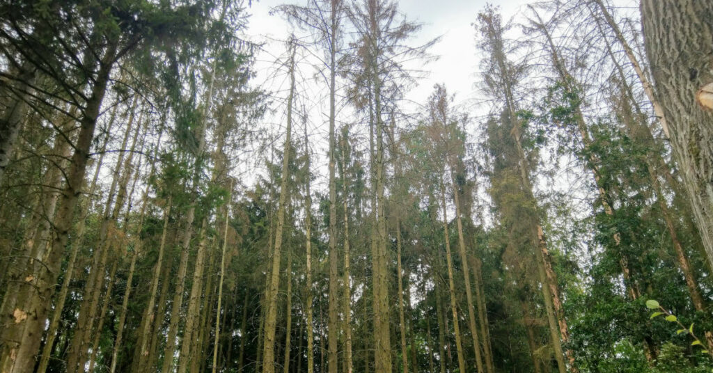 geschädigter Wald bei Großrinderfeld