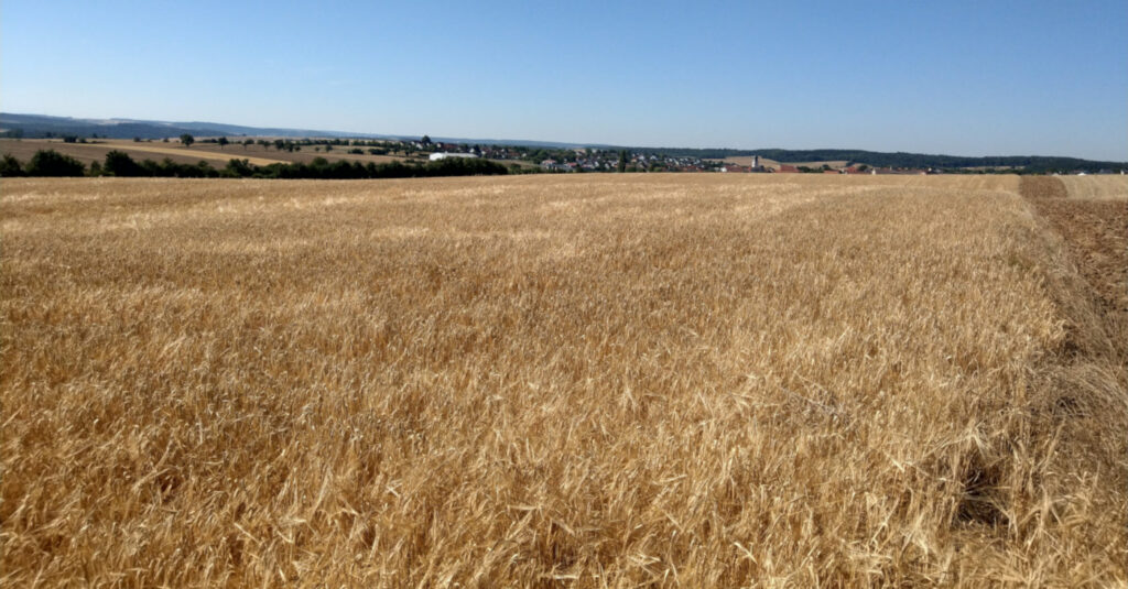 Foto von trockener Landschaft mit erntereifem Getreide bei Großrinderfeld.