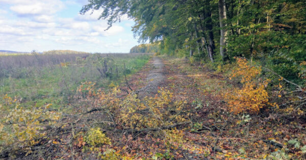 Sturmschäden durch "Ignatz" in Großrinderfeld