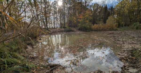 Bild des Waldbiotops "Saubad" in Großrinderfeld nach den aktuellen Pflegemaßnahmen.