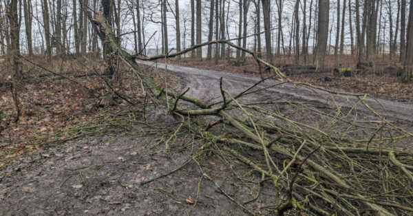 abgeknickter Baum im Gemeindewald Großrinderfeld