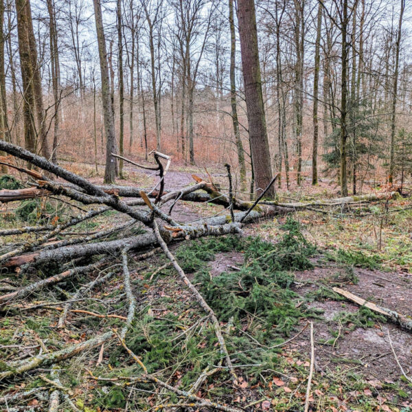 Bild eines durch Sturm Zoltan bei Großrinderfeld umgeworfenen Baums.