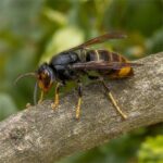 Asiatische Hornisse (Vespa velutina)